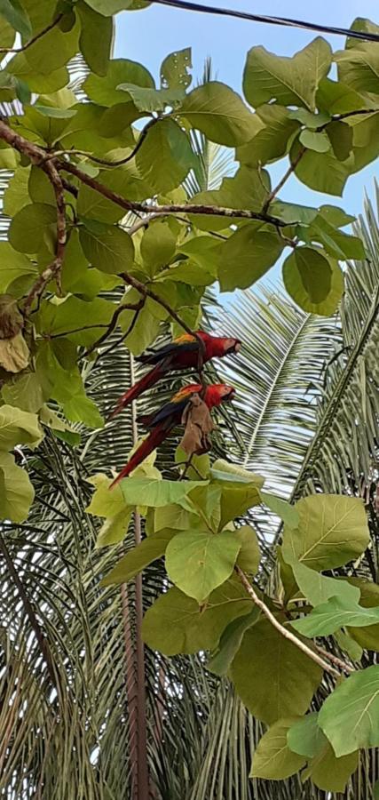 Valles Of Osa Palmar Sur エクステリア 写真